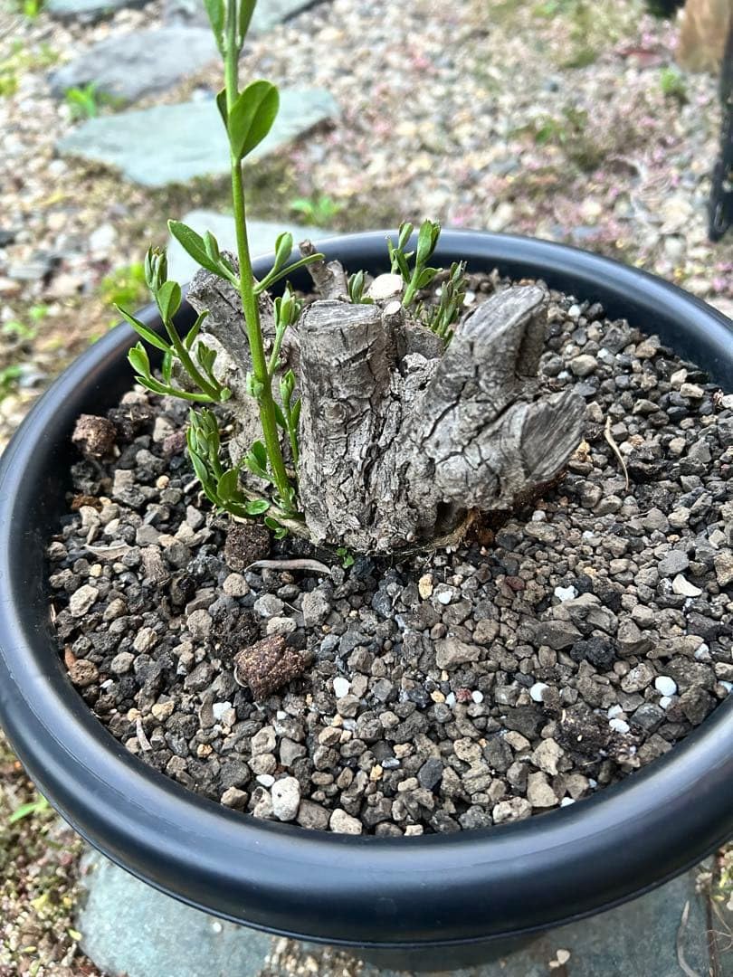 Amazon｜オリーブ 盆栽 古木｜観葉植物 オンライン通販